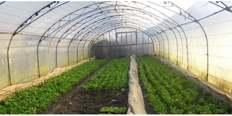 “Minimal kimyəvi istifadə məhsulun ziyanını azaldır” – MÜNASİBƏT BİLDİRİLDİ