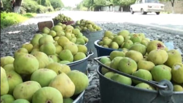 Əncir alarkən nələrə diqqət etməliyik? – Ekspertdən XƏBƏRDARLIQ