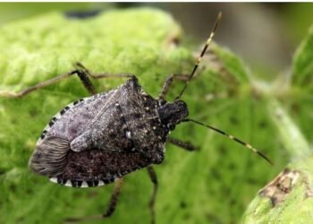 Azərbaycanda sürətlə yayılan qəhvəyi mərmər bağacığına qarşı necə mübarizə aparmaq olar?