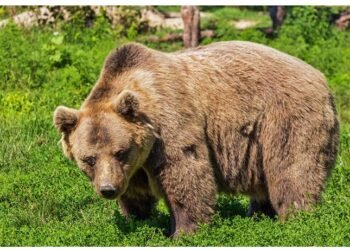 Ayıların kəndlərə hücumu daha da arta bilər — HƏYƏCAN TƏBİLİ