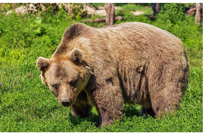 Ayıların kəndlərə hücumu daha da arta bilər — HƏYƏCAN TƏBİLİ