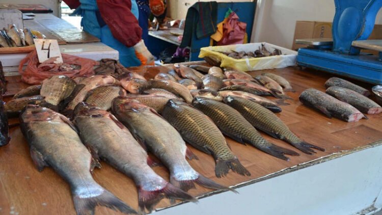 Balığın bahalaşma səbəbi açıqlandı