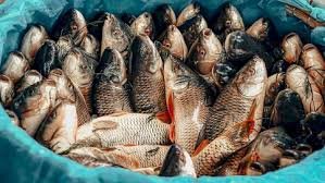 Həmin balıqlardan istifadə insanı hepatitə yoluxdura bilər – AÇIQLAMA