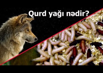 Qurd yağı barədə dəhşətə gətirən faktlar – Cadu etdirənlərə xəbərdarlıq