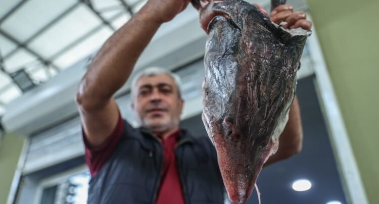 Bakıda balıq məhsullarına təlabat artıb: nələrə diqqət etməli?