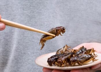 Avropa böcək yeməyə başlayıb – Bəs Azərbaycanda bu qidalar leqal ola bilərmi?