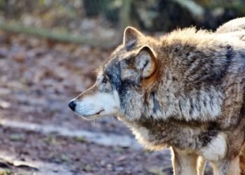 Kürdəmirdə daha bir kəndə canavar hücumu: bu dəfə… – FOTOLAR