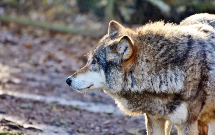 Kürdəmirdə daha bir kəndə canavar hücumu: bu dəfə… – FOTOLAR