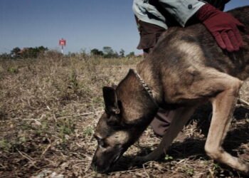ANAMA onlar üçün avtomobil alacaq