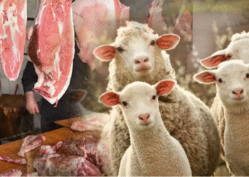 Monqolustandan gətirilən qoyun əti HARAMDIR? – AÇIQLANDI