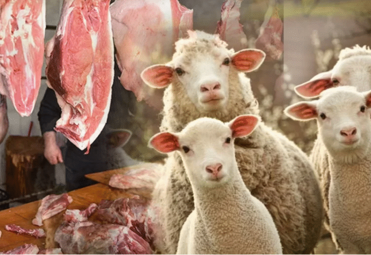 Monqolustandan gətirilən qoyun əti HARAMDIR? – AÇIQLANDI
