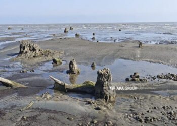 Xəzər çəkildi: meşə qalıqları üzə çıxdı – FOTO