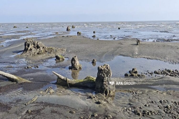 Xəzər çəkildi: meşə qalıqları üzə çıxdı – FOTO
