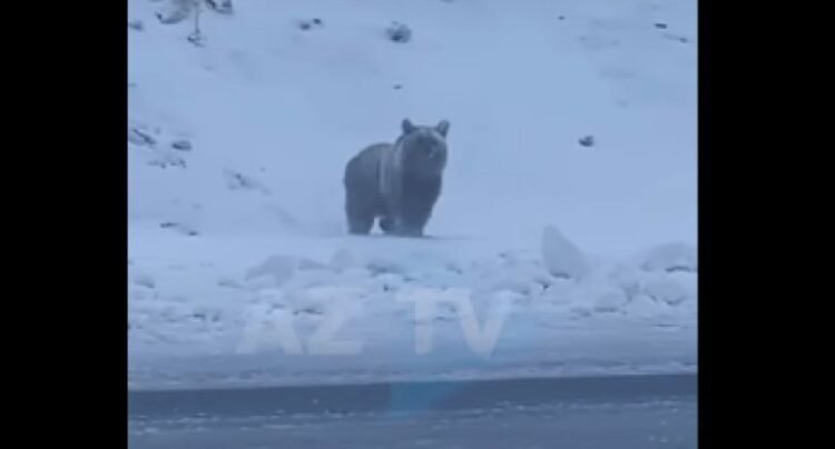 Şuşada ayı Zəfər yoluna çıxdı – VİDEO