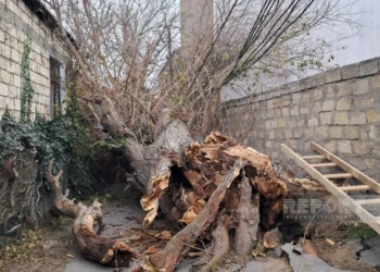 Bakıda güclü külək nəticəsində 8 ağac sındı – FOTOLAR
