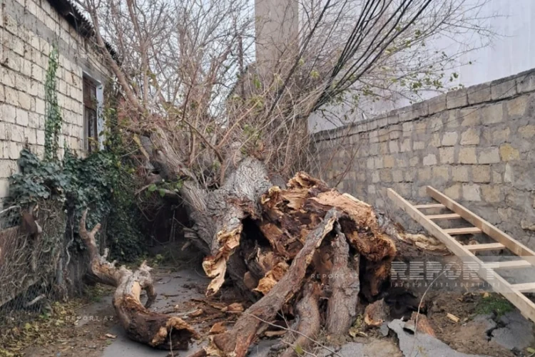 Bakıda güclü külək nəticəsində 8 ağac sındı – FOTOLAR