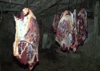 Bakıda 1 tondan çox yararsız at əti aşkarlandı: tutulanlar var – VİDEO