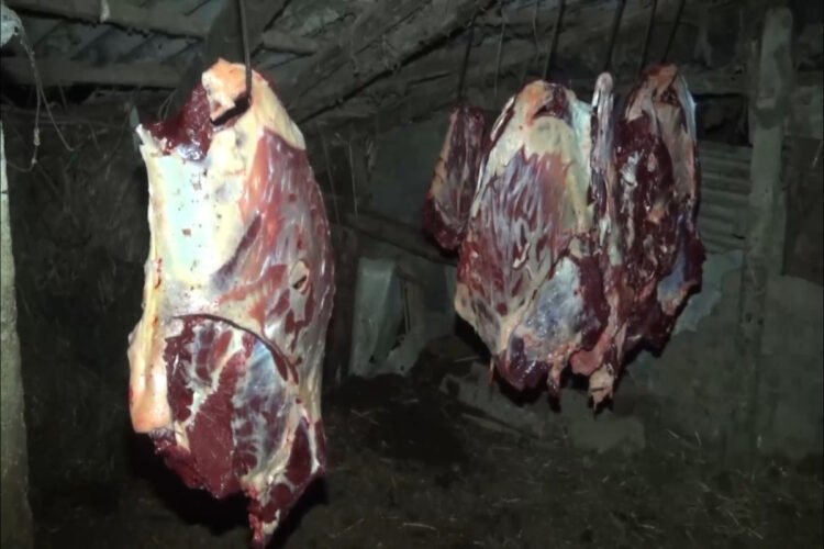 Bakıda 1 tondan çox yararsız at əti aşkarlandı: tutulanlar var – VİDEO