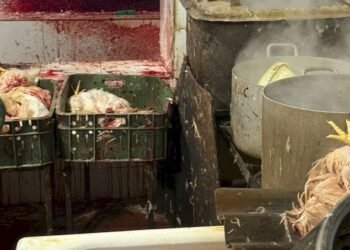 Kənd toyuğu sanıb alırdıq: gerçək başqa imiş – FOTOLAR