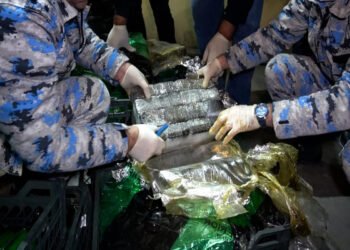 “Kərəviz və kahı” daşıyan maşından marixuana çıxdı – FOTOLAR