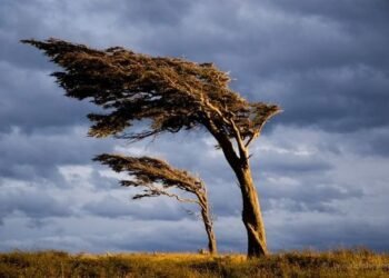 Küləkli hava ilə bağlı xəbərdarlıq