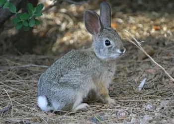 “Dovşan əti dietik məhsuldur” – Ekspertdən maraqlı AÇIQLAMA