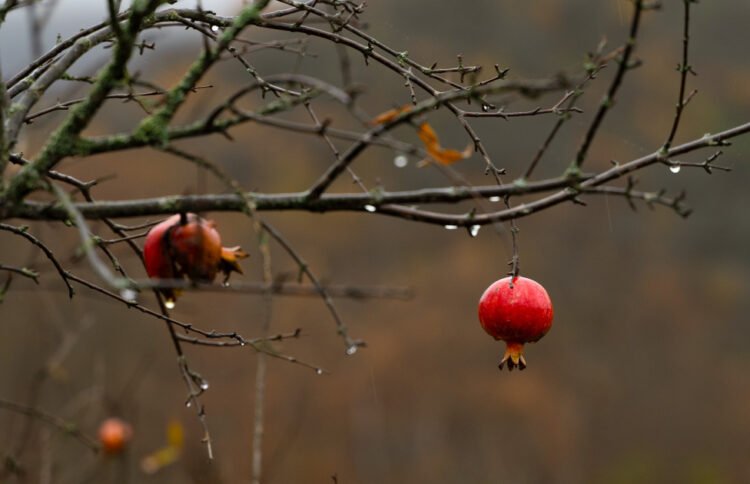 Bəzi yerlərə yağış yağıb – Faktiki hava