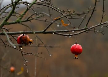 Sabah bəzi yerlərdə intensiv yağış yağacaq