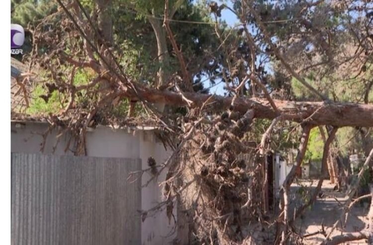 Bakıda küləyə görə 9 ağac sındı