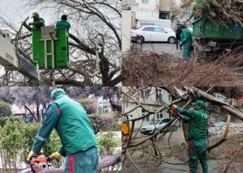 Bakıda güclü külək: üç rayonda ağaclar aşdı