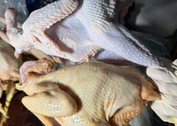 “Kənd toyuğu”nu sintetik maddə ilə rəngləyibmişlər – FOTOLAR