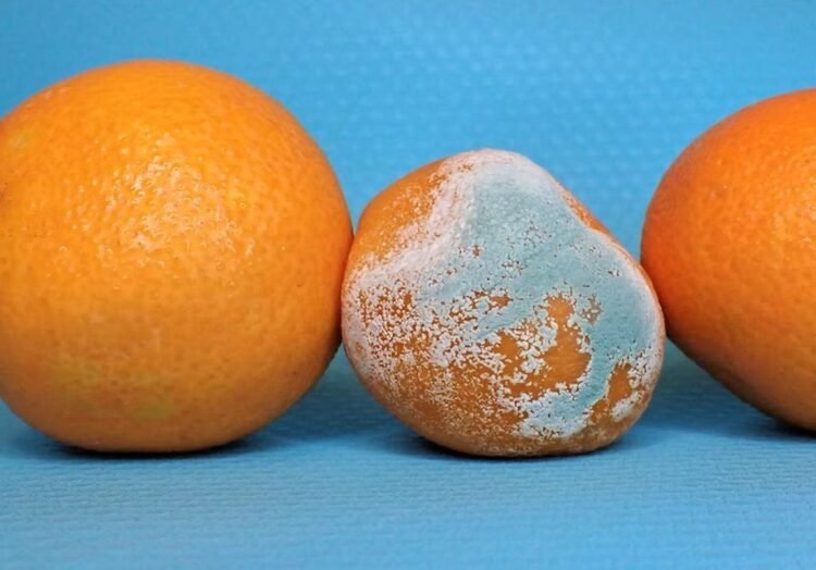 Aldığımız mandarin nə üçün tez kiflənir?