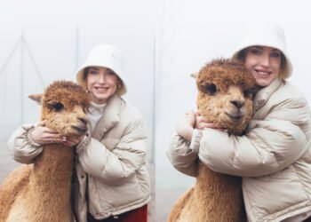 Prezidentin gəlininin alpaka fermasından maraqlı FOTOLARI