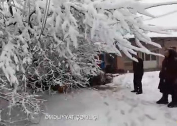 60 yaşlı qadının üzərinə ağac aşdı – VİDEO
