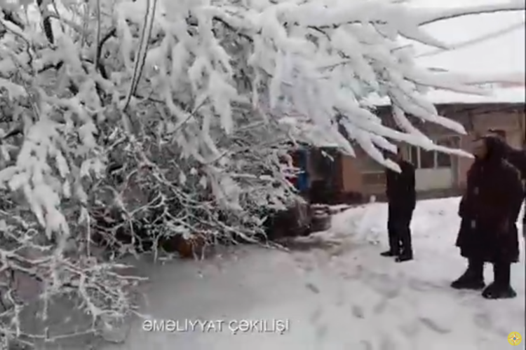 60 yaşlı qadının üzərinə ağac aşdı – VİDEO