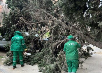 Bakıda güclü külək 19 ağacı sındırdı – FOTOLAR
