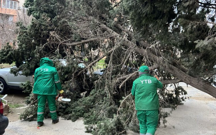 Bakıda güclü külək 19 ağacı sındırdı – FOTOLAR