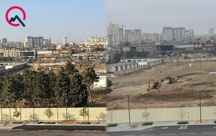 “Ağ Şəhər”də ağacları qıran 2 nəfər saxlanıldı – FOTOLAR