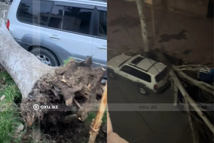 Güclü külək: ağac maşınların üzərinə aşdı – VİDEO