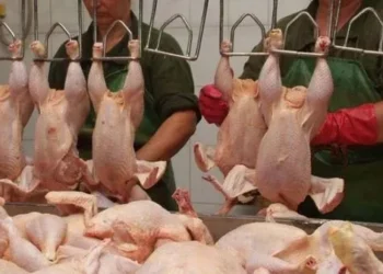 Toyuq məhsullarında qalan tüklər təhlükəlidirmi? – Ekspert AÇIQLADI