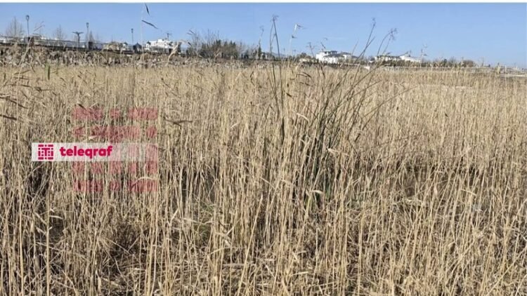 Xəzər geri çəkilir: yeni ekosistem yaranır – FOTOLAR