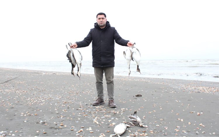 Xəzərin sahilində minlərlə ölü quş tapıldı – FOTOLAR