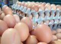 Azərbaycan yumurta ixracını dayandırıb
