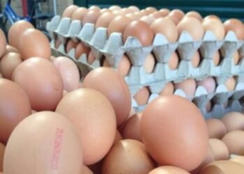 Azərbaycan yumurta ixracını dayandırıb