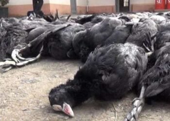 Lənkəranda kütləvi quş ölümü – SƏBƏB