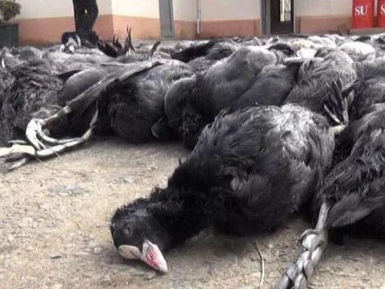 Lənkəranda kütləvi quş ölümü – SƏBƏB