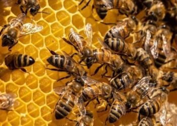 Azərbaycana təhlükəli arılar gətirilib