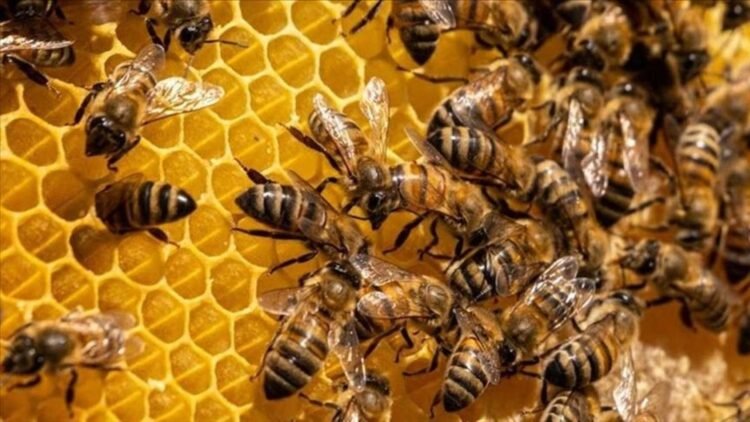 Azərbaycana təhlükəli arılar gətirilib