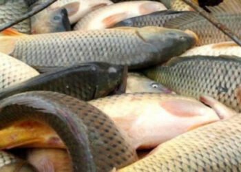 Azərbaycanda bu məhsulun qiyməti BAHALAŞDI – QİYMƏTLƏR