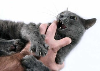 Heyvanlardan keçən xəstəliklər. Pişik cırmaqlaması da təhlükəlidir!